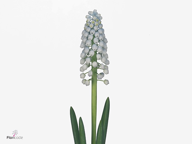 Muscari Manon