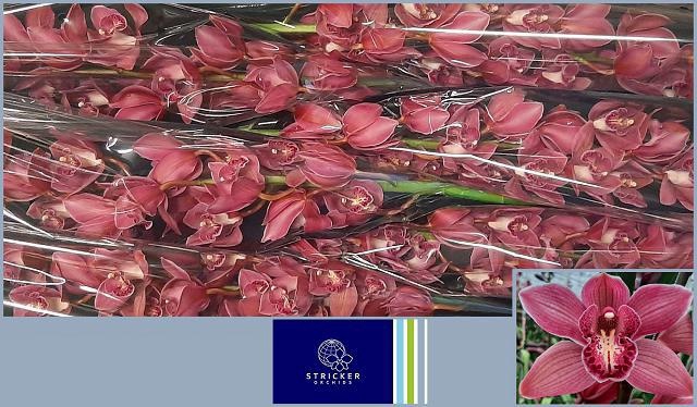 <h4>CYMB T TOLEDO</h4>