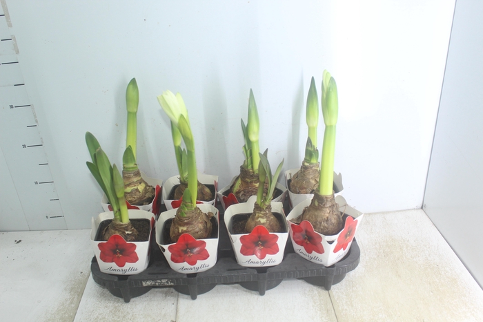 <h4>AMARYLLIS P14</h4>