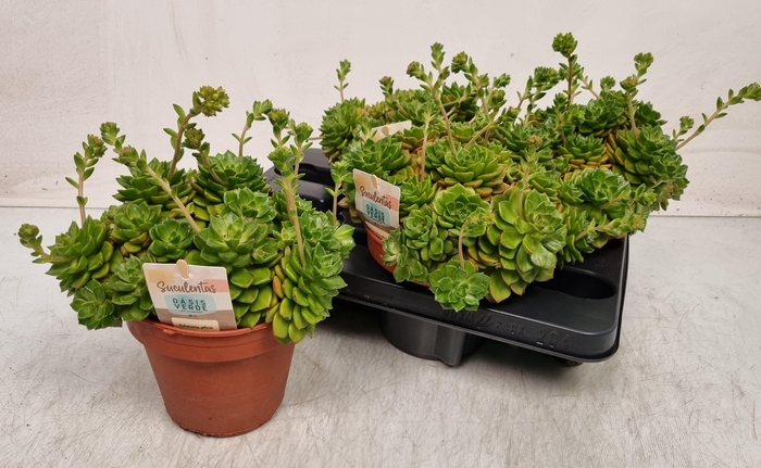 <h4>ECHEV AFFINIS</h4>