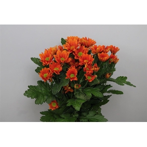 Chr T Managua Orange