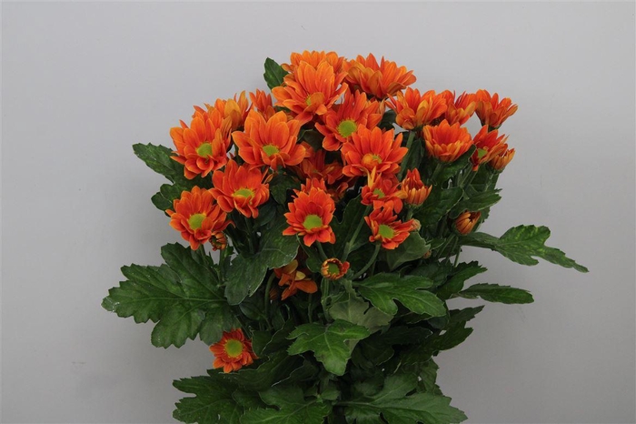 <h4>Chr T Managua Orange</h4>