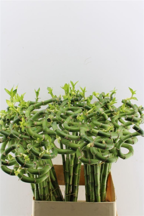 <h4>Drac S Lucky Bamboo</h4>