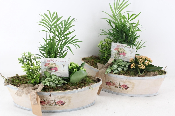 <h4>arr2 TD - Rozen boot - oranje/wit</h4>