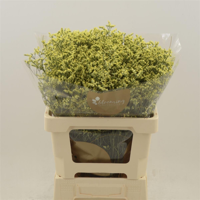 Limonium Sinense China Summer