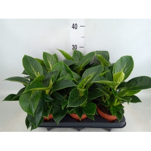 Philodendron   ...