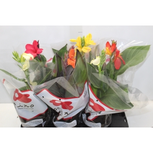 CANNA INDICA P15