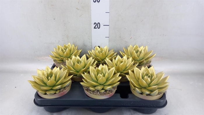 <h4>Echeveria  'Miranda'</h4>