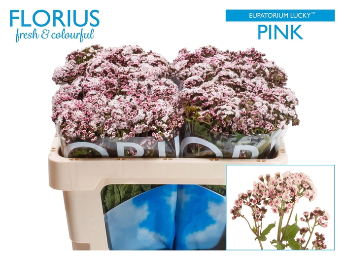 <h4>EUPAT RU LUCKY PINK</h4>