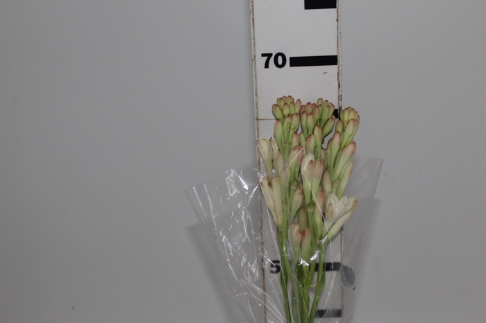 <h4>ANGELICA 070 CM</h4>