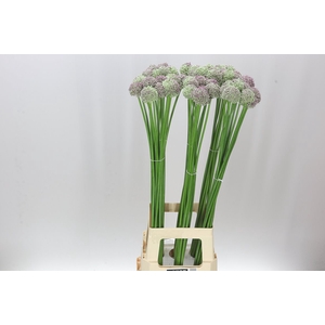 Allium Ampeloprasum