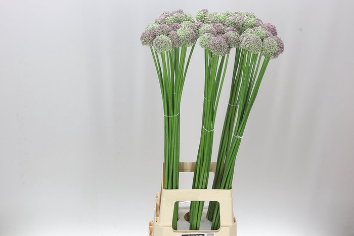 <h4>Allium Ampeloprasum</h4>