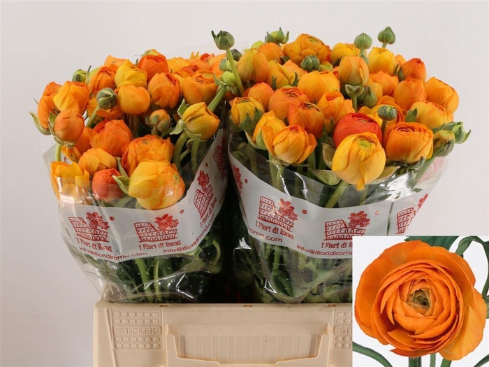 <h4>RAN EL ORANGE</h4>