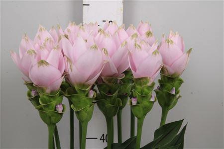 <h4>Curc Al Siam Splendi</h4>