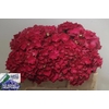 Hydrangea my mon amour red
