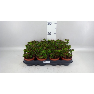Oxalis deppei