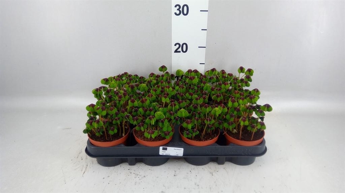<h4>Oxalis deppei</h4>