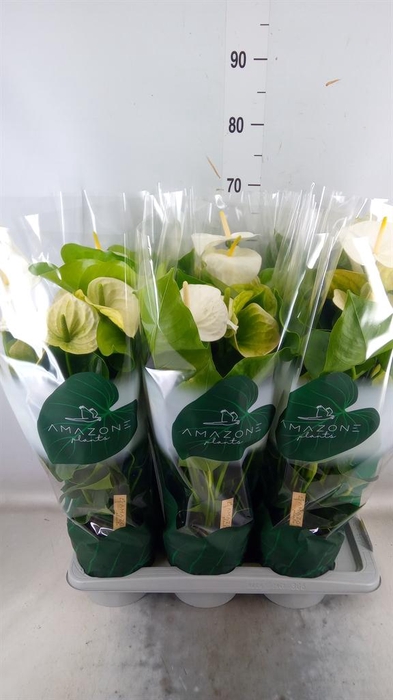 <h4>Anthurium andr. 'Samora'</h4>