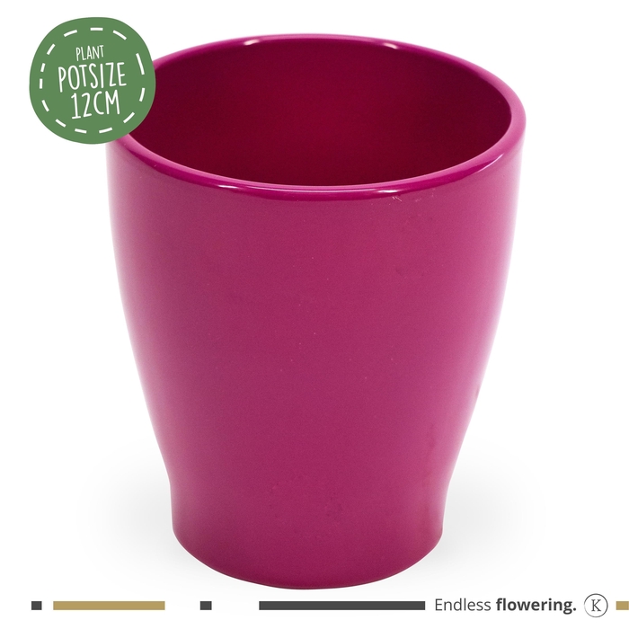<h4>Karma - SOLO POTS - Carolina Purple 12 cm |</h4>