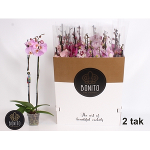 PHAL GEM 8 KL