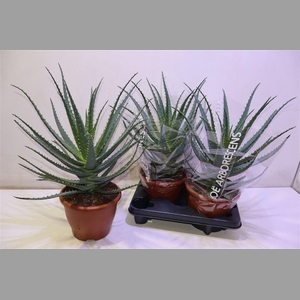 Aloe Arborescens
