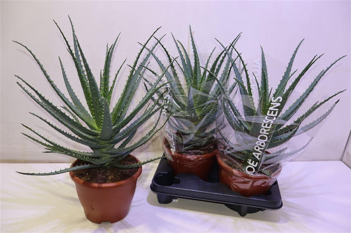<h4>Aloe Arborescens</h4>