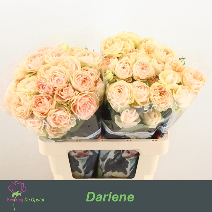 <h4>R TR DARLENE</h4>