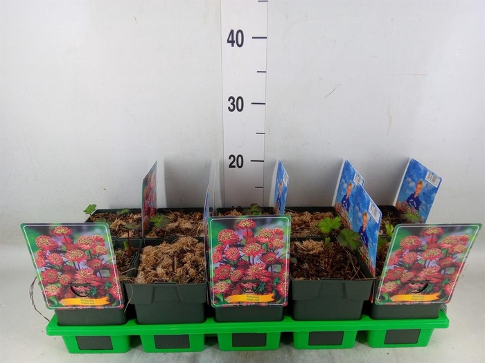 <h4>Astrantia ...</h4>