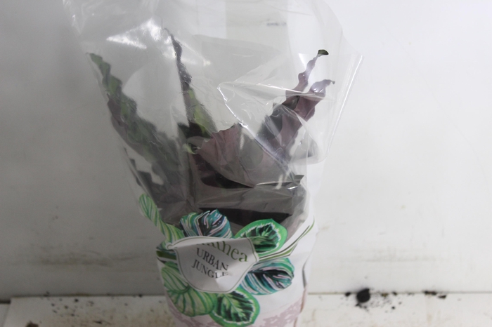 <h4>CALATHEA INSIGNIS P17</h4>