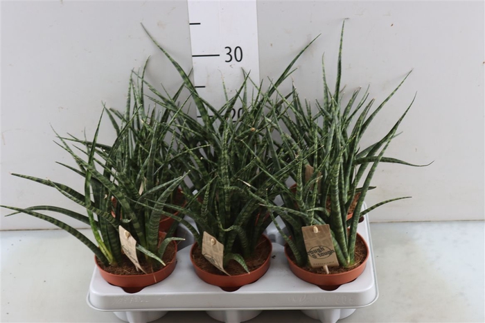 <h4>Sansevieria Fernwood Punk</h4>