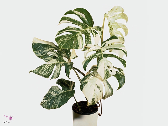 Monstera delic. 'Variegata'