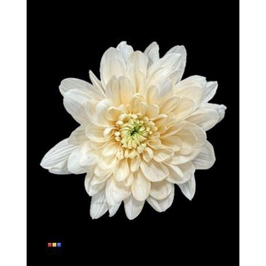 Chr T 2 Kl Baltica Pastel Orange