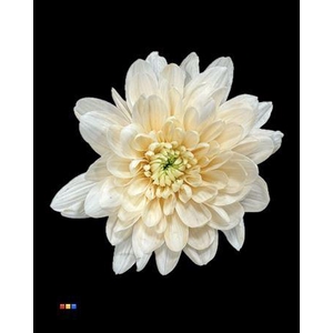 Chr T 2 Kl Baltica Pastel Orange