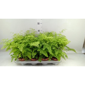 Adiantum raddi. 'Fragrans'