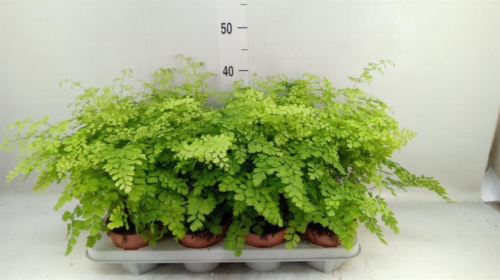 <h4>Adiantum raddi. 'Fragrans'</h4>