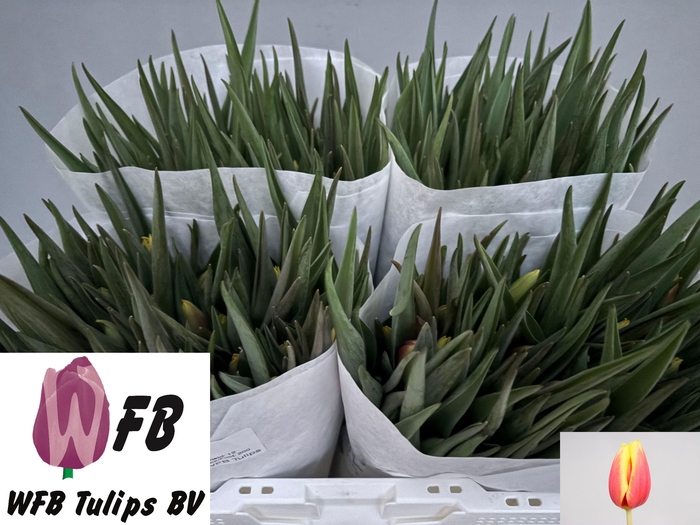 <h4>TU EN JAN SEIGNETTE</h4>