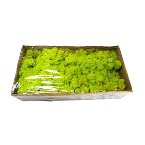 Moss iceland paint spring green