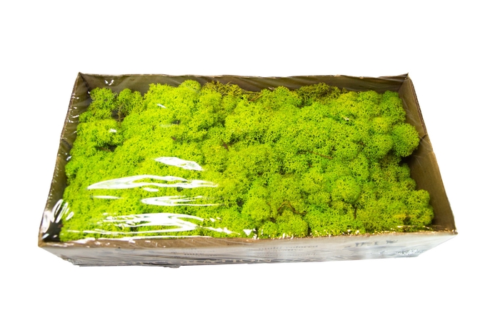 <h4>Moss iceland paint spring green</h4>