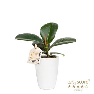 FICUS ELASTICA P7 SOFIA CLASSIC WHITE