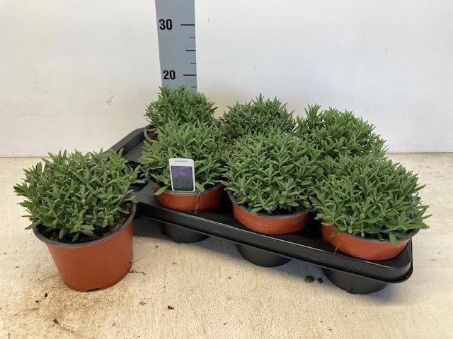 <h4>LAVAN AN CLEO PATIO</h4>