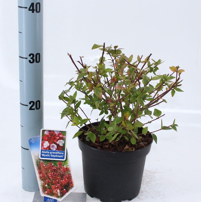 <h4>Abelia grandiflora Mystic Daydream ('Opstal 40'PBR)</h4>