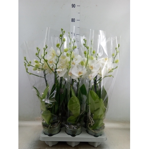 Phalaenopsis   ...white