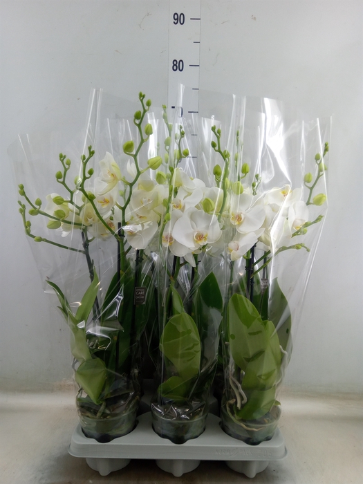 <h4>Phalaenopsis   ...white</h4>