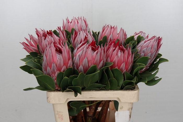 Protea Cynaroides Stellar