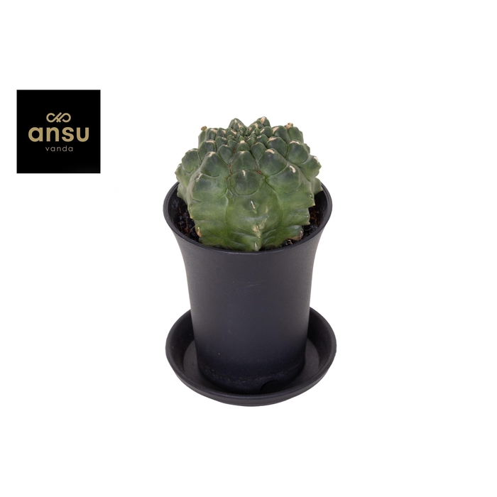 <h4>GYMNO JAPAN GEM</h4>