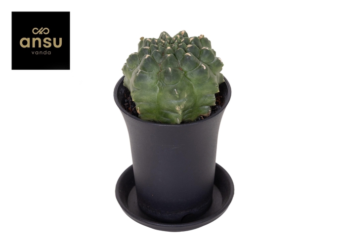 GYMNO JAPAN GEM
