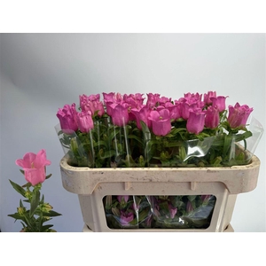 Camp M Champion Rose