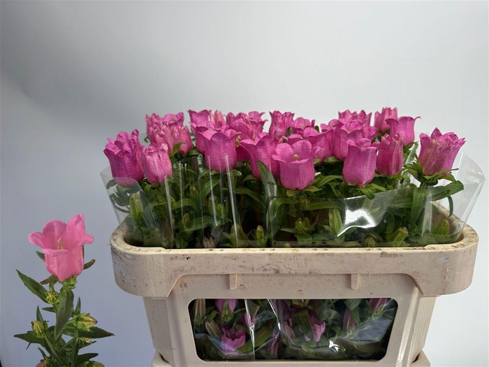 <h4>Camp M Champion Rose</h4>