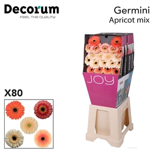 Germini Mix Zwart Hart Water