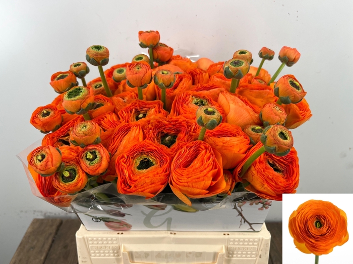 <h4>RAN SU LAMBADA</h4>